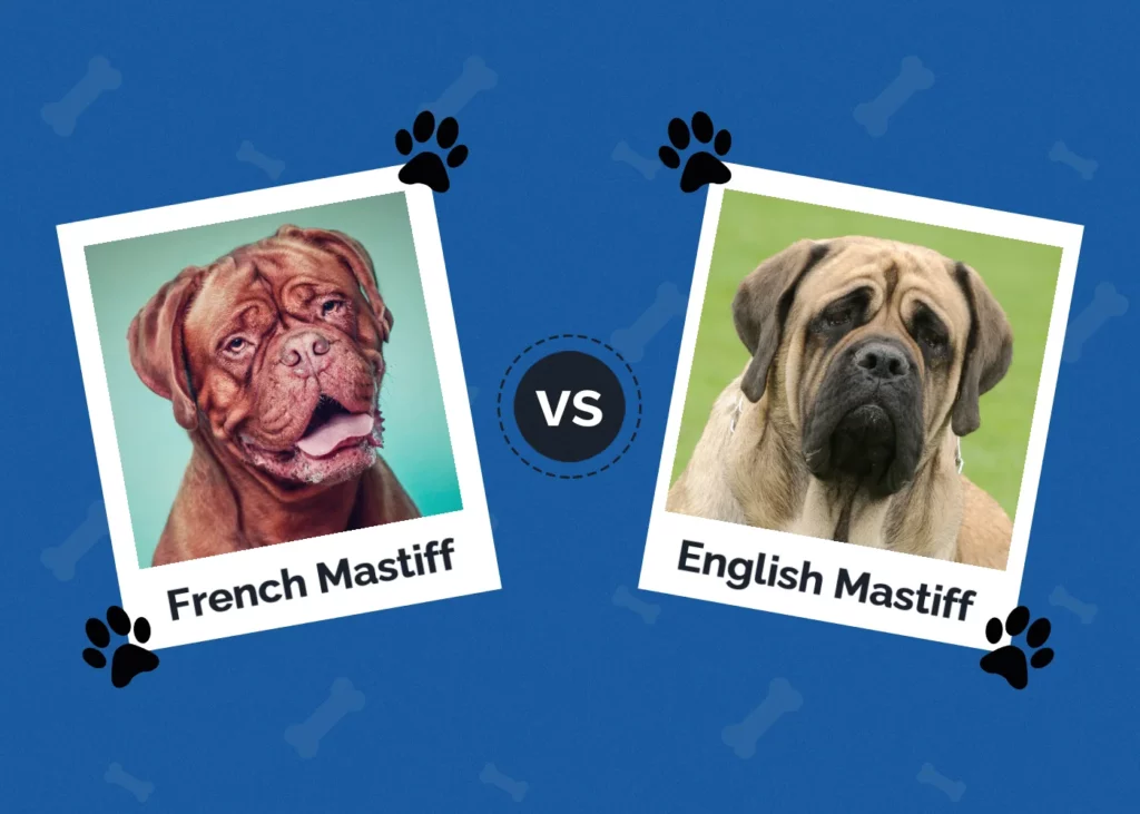 French Mastiff vs English Mastiff - Featured Image
