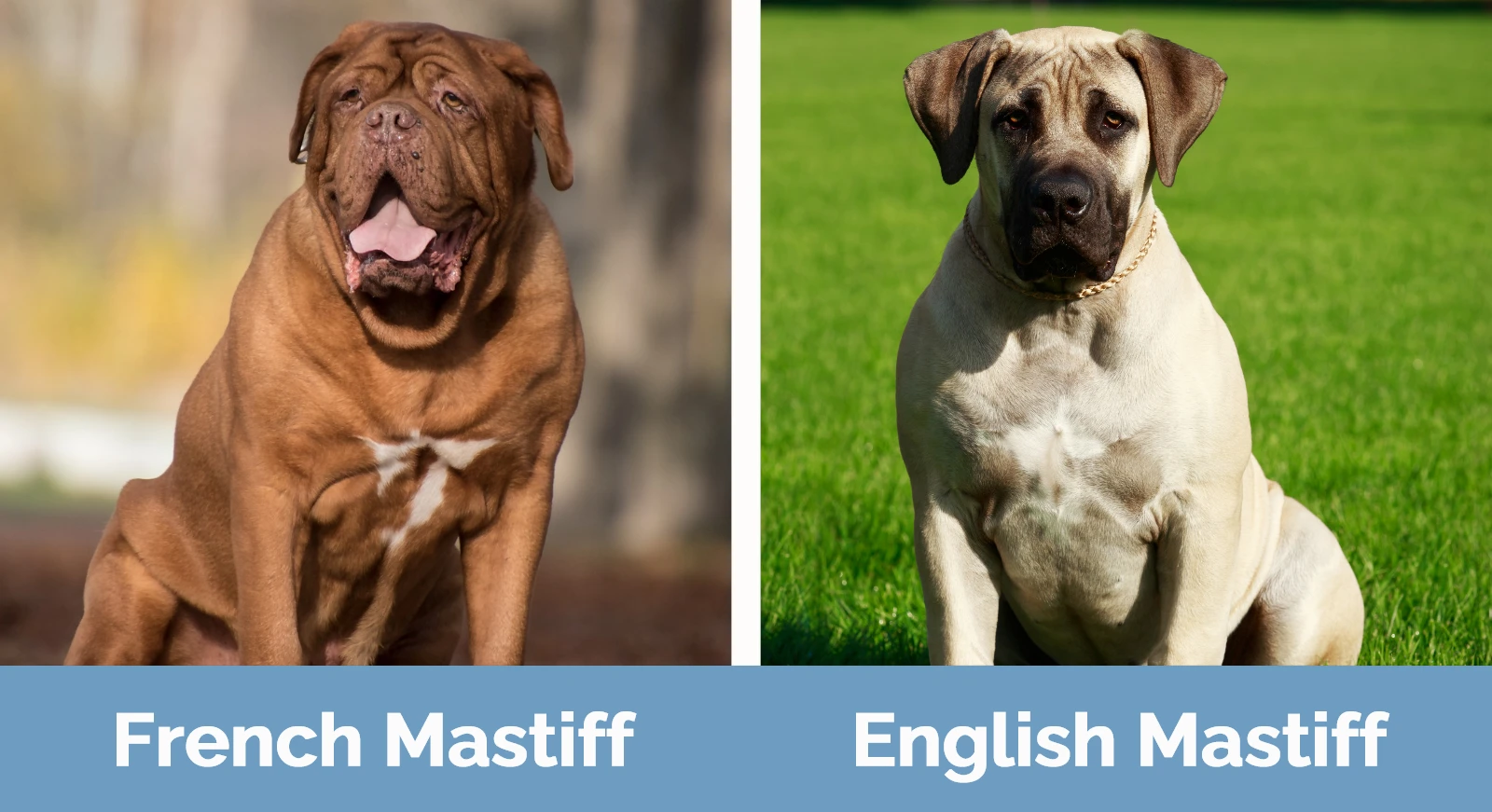 French Mastiff vs English Mastiff - Visual Differences