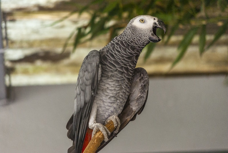 Gabon Gray parrot on its perch