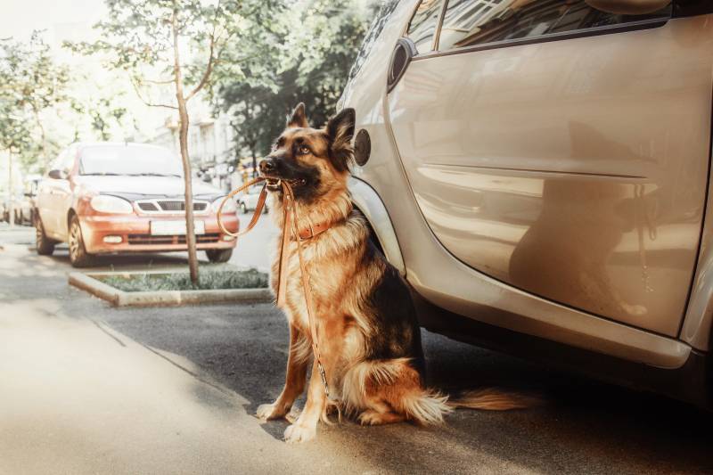 German shephered dog sitting near car with leash in her mouth