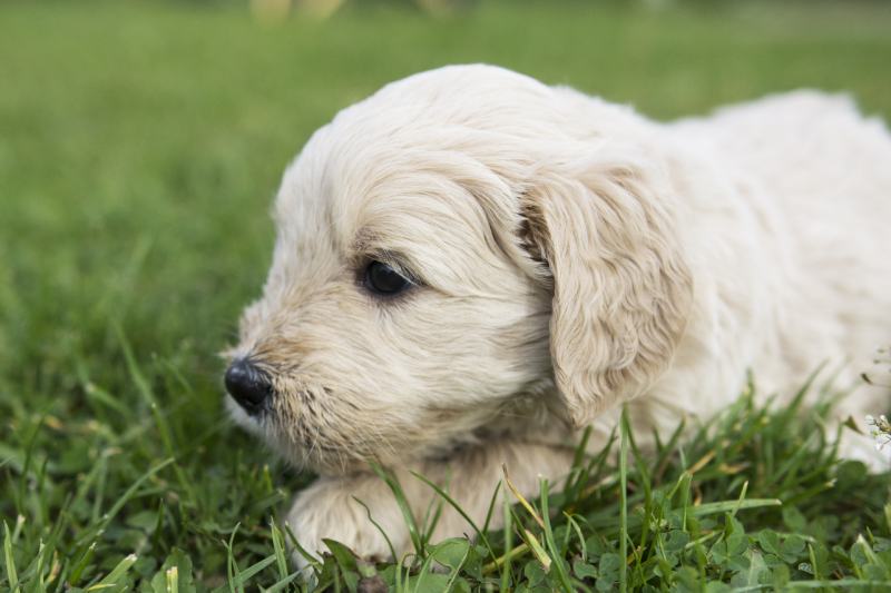 Goldendoodle 5 weeks old puppy cream color resting in the garden