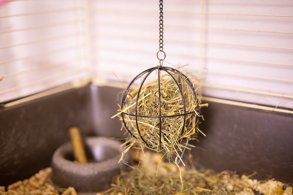 Hay and dried grass for rabbit food