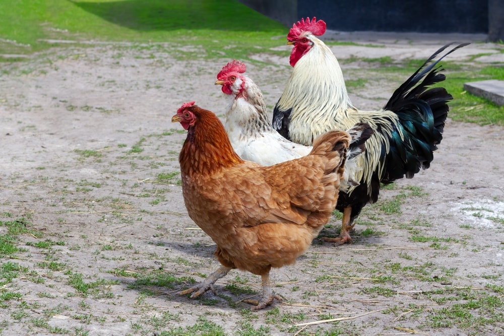 Hens and a rooster in the courtyard.