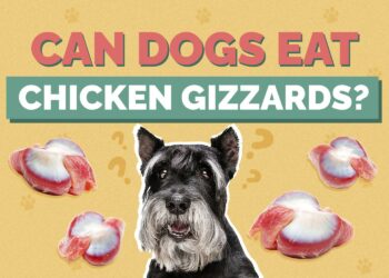 Can Dogs Eat Chicken Liver? Vet-Reviewed Facts & FAQ | Hepper Pet Resources