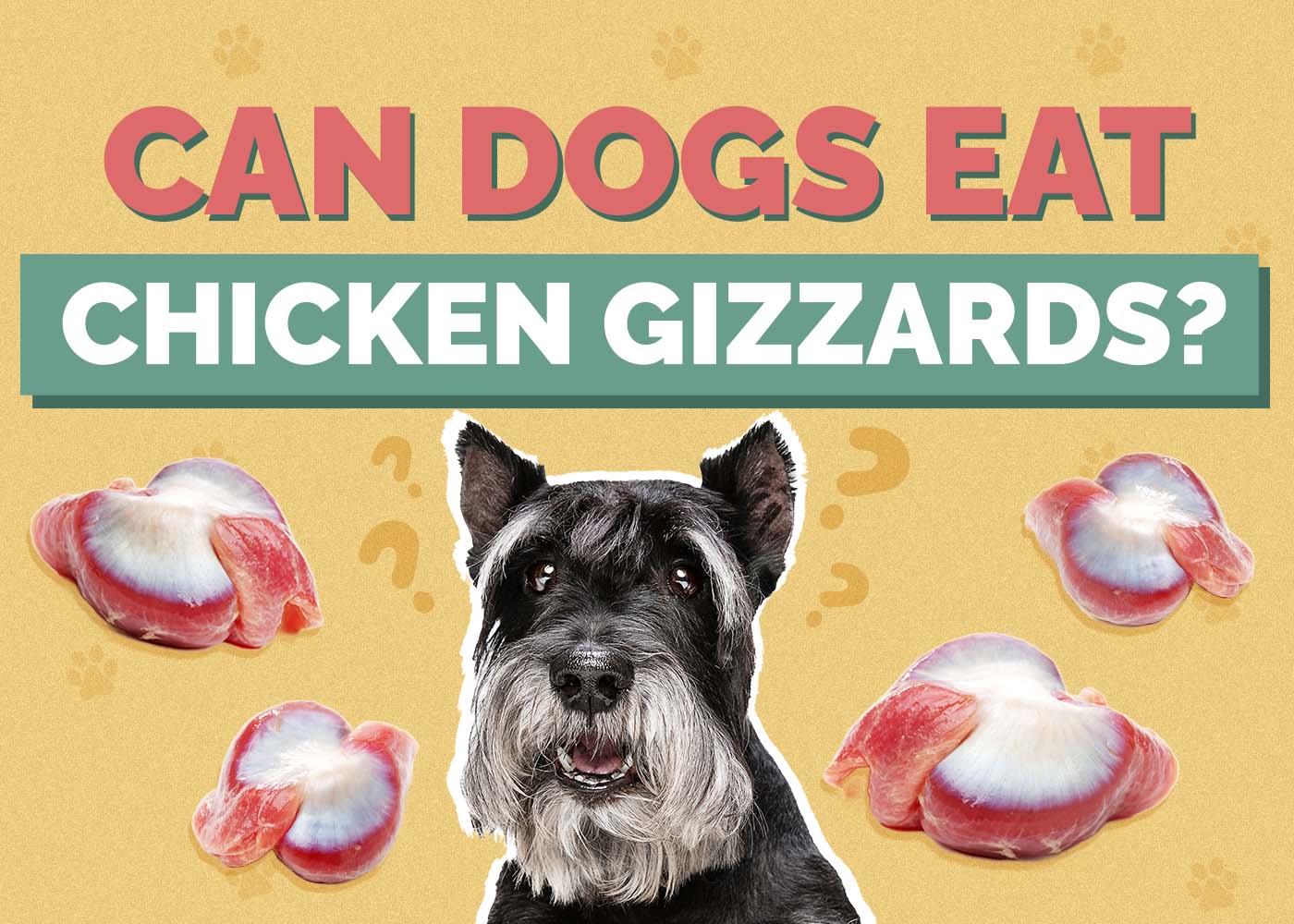 Hepper_Can Dogs Eat_Chicken Gizzard