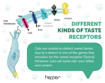 Do Cats Like Sweet Things & Can They Taste It? Vet-Approved Facts