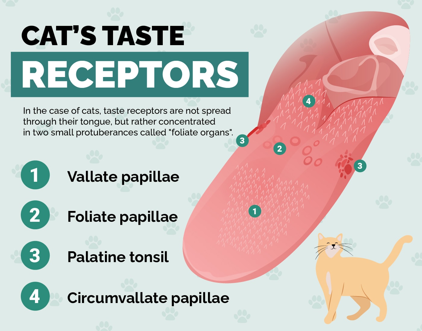 Cat tongue, cat taste receptors