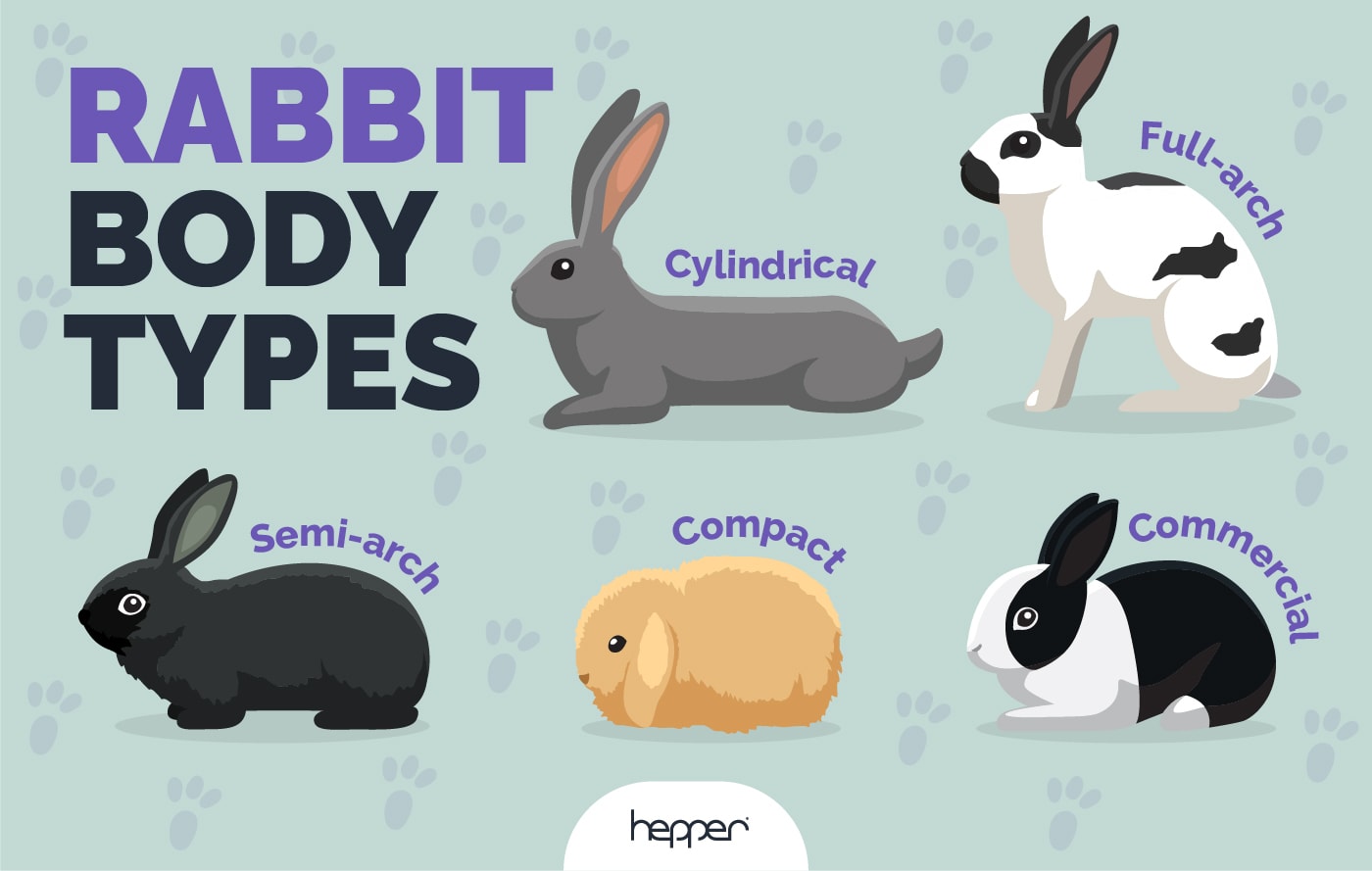 Rabbit Body Types Infographic