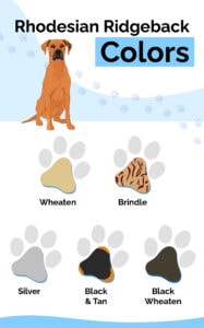 5 Incredible Rhodesian Ridgeback Colors & Patterns (With Pictures ...