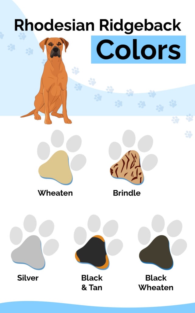 Rhodesian Ridgeback Colors