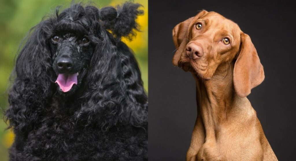 Hepper_Vizladoodle-