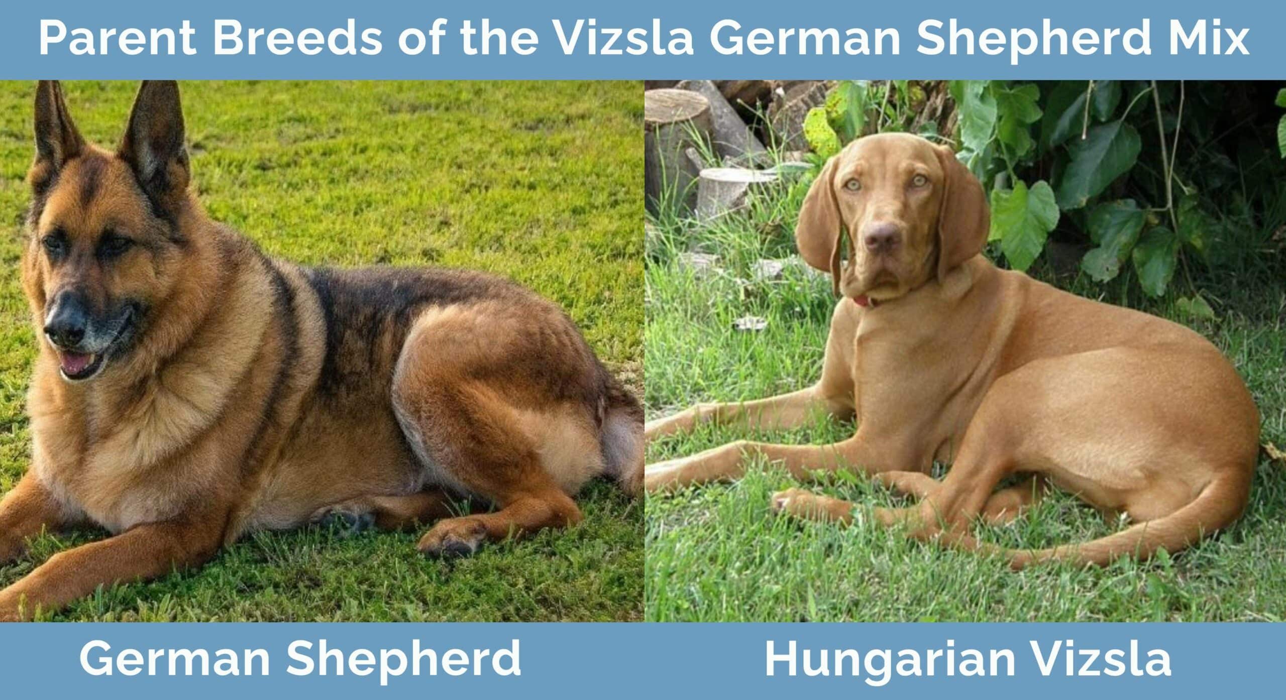 Hepper_Vizsla-German-Shepherd-Mix