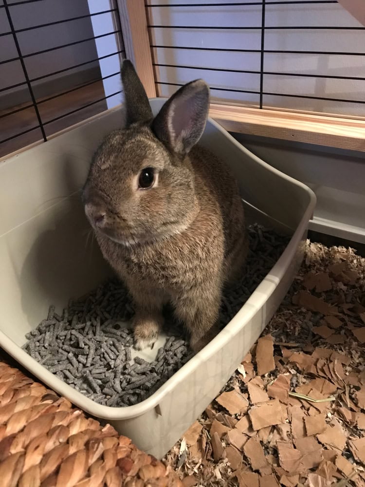 House-trained rabbit using litterbox