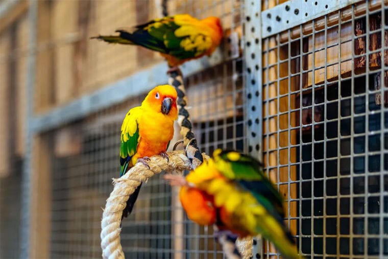 Beautiful view of Macaw Aviary Contractors Near Me