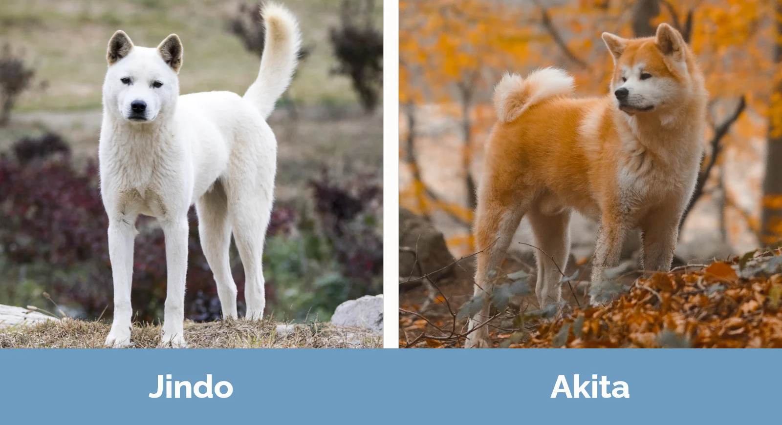Jindo vs Akita - Visual Differences