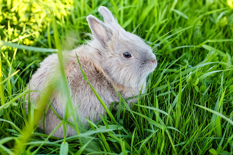Lionhead breed rabbit with grey and brown fur