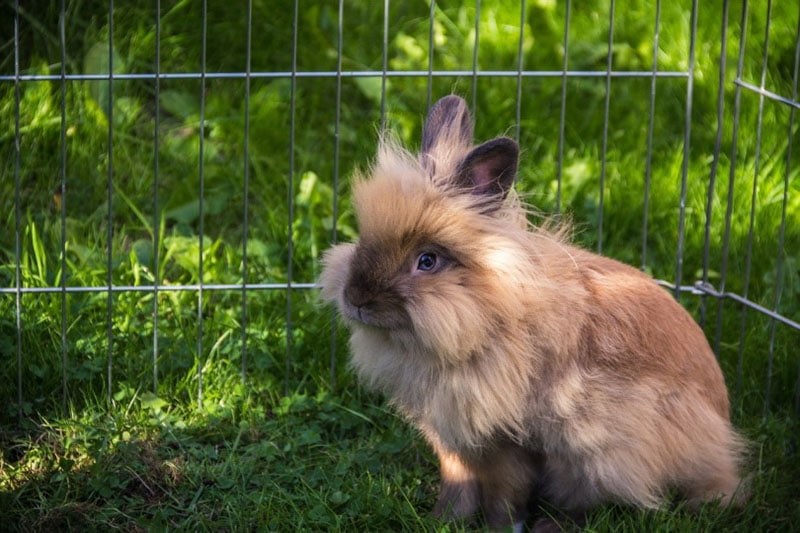 Lionhead rabbit sitting in the grass