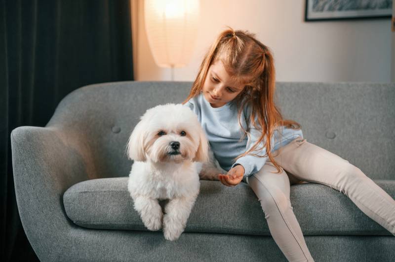 Little-girl-is-with-maltese-dog-indoors-in-domestic-room