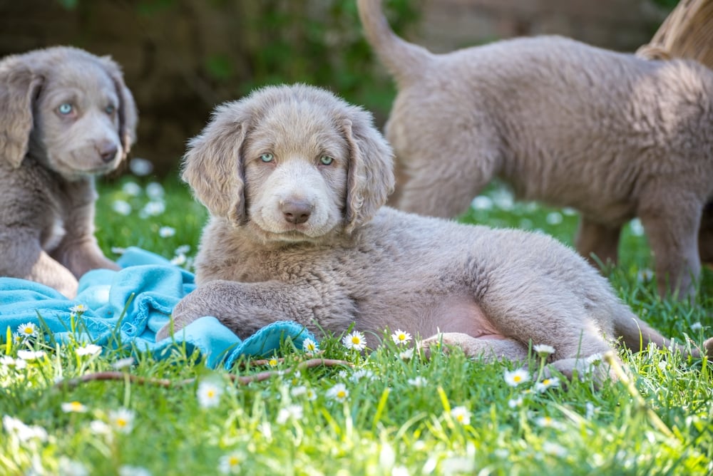 Long Haired Weimaraner Puppies