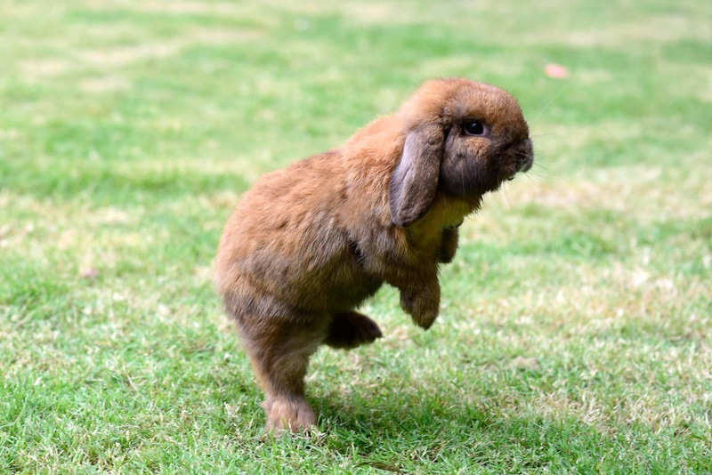 Lop-eared bunny getting ready to jump