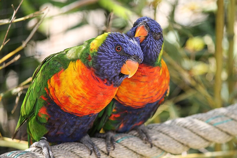 Lorikeet also called Lori