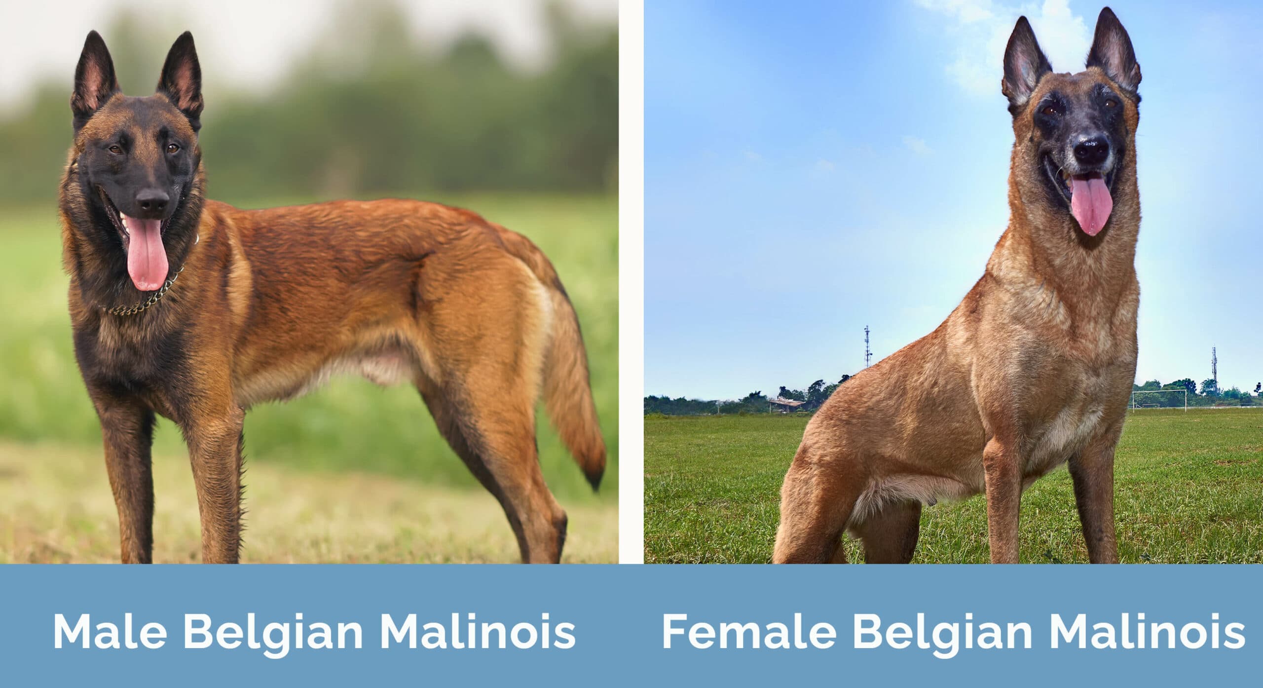 Male vs Female Belgian Malinois side by side