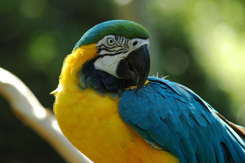 Macaw bird