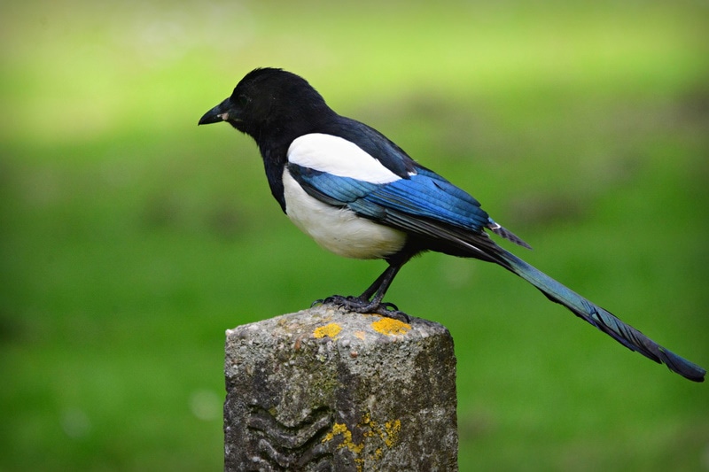 Magpie sitting on a post