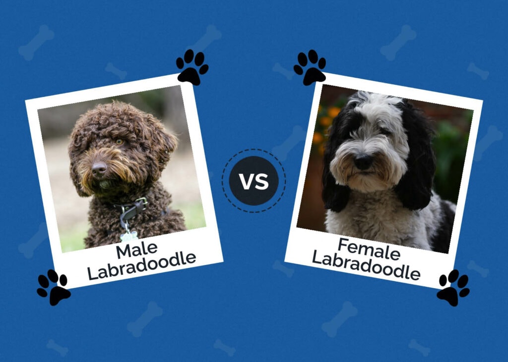 Male vs Female Labradoodle