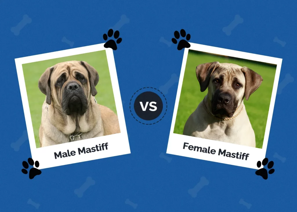 Male vs Female Mastiff - Featured Image