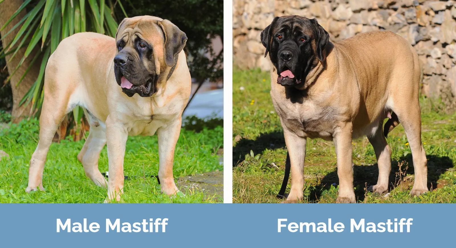 Male vs Female Mastiff - Visual Differences
