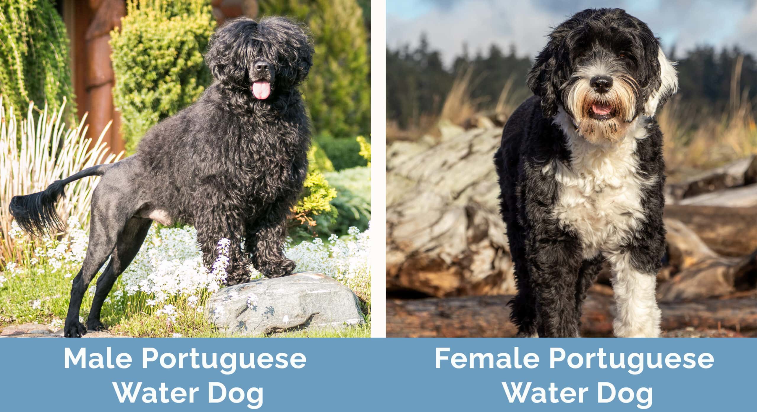 Male vs Female Portuguese Water Dog side by side