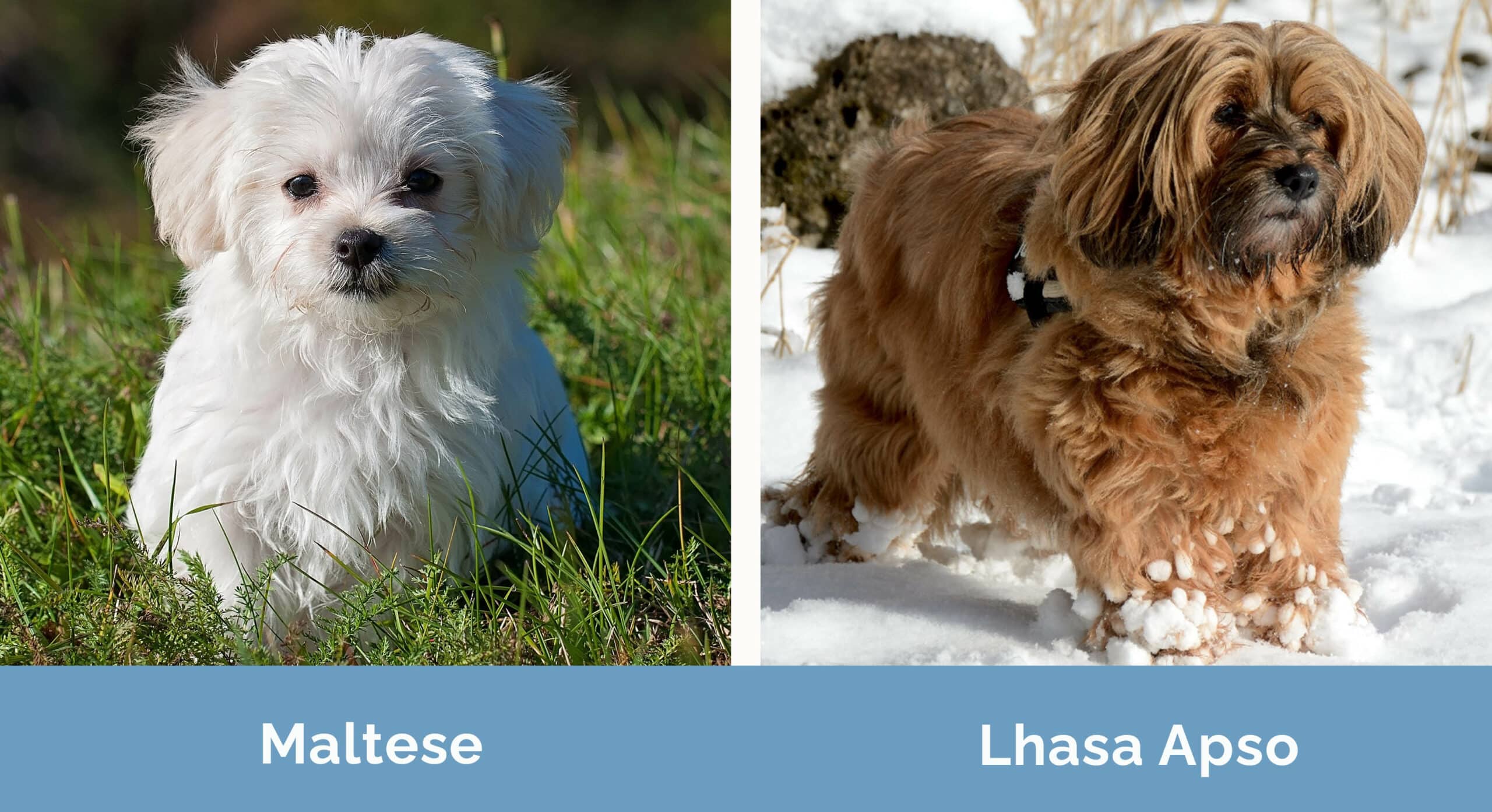 Maltese vs Lhasa Apso side by side