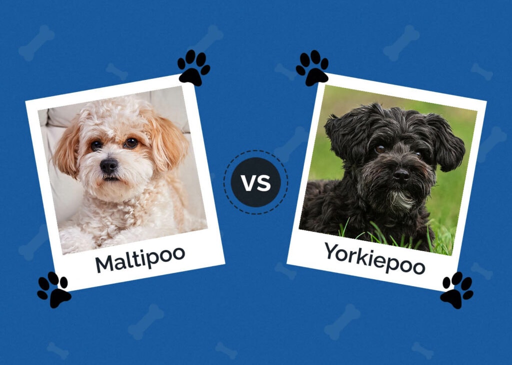 Maltipoo vs Yorkiepoo