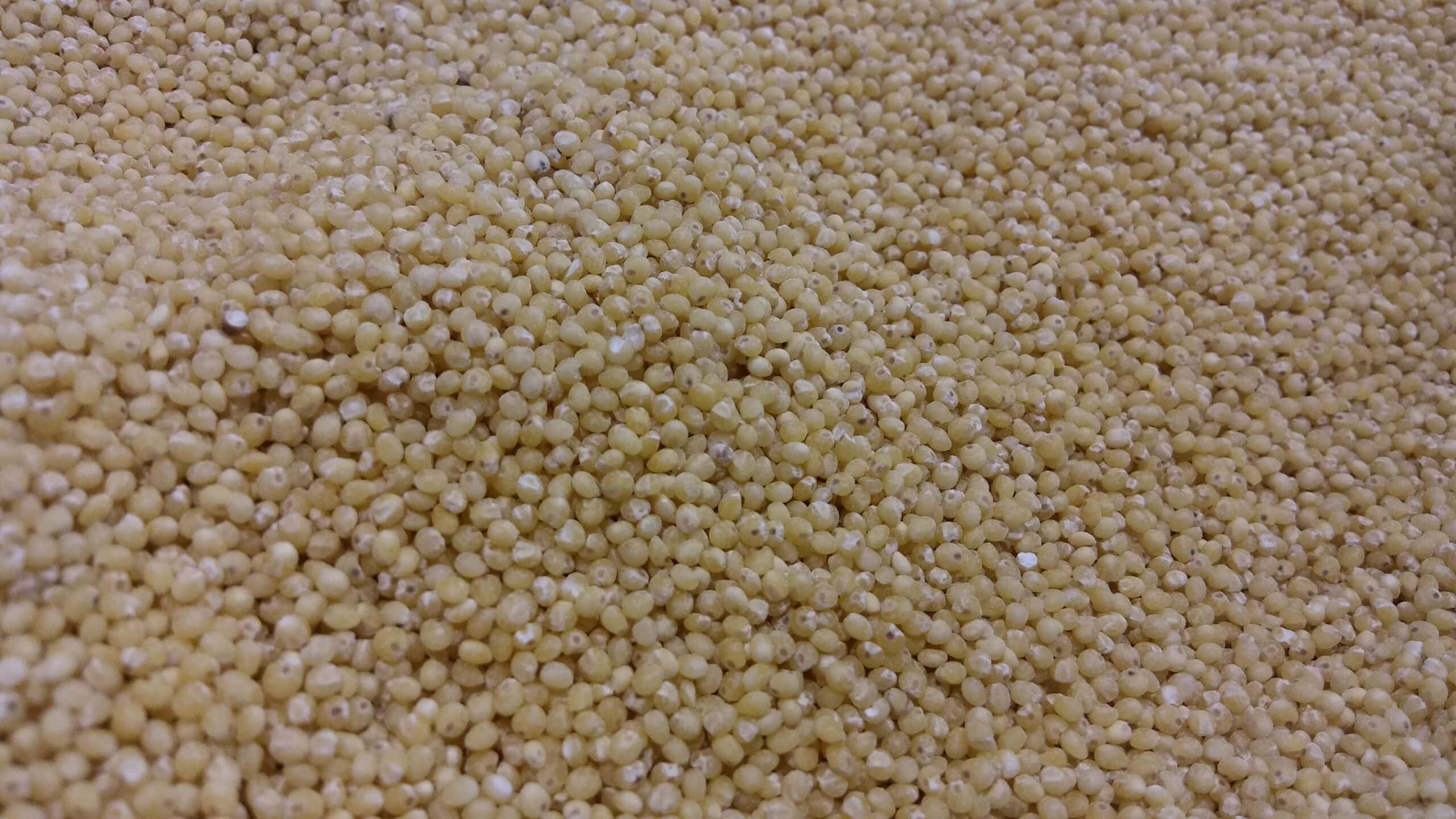 Millet