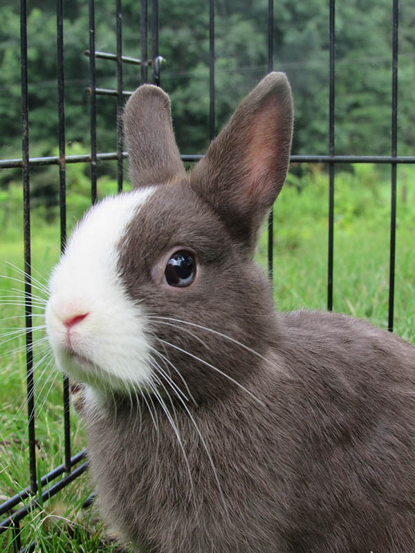 Netherlands Dwarf rabbit