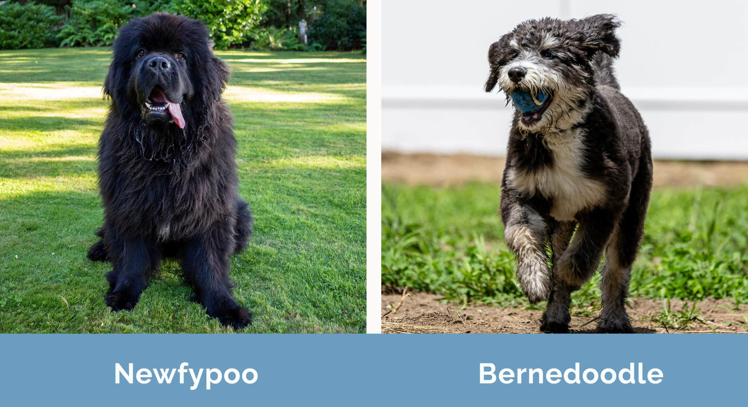 Newfypoo vs Bernedoodle side by side