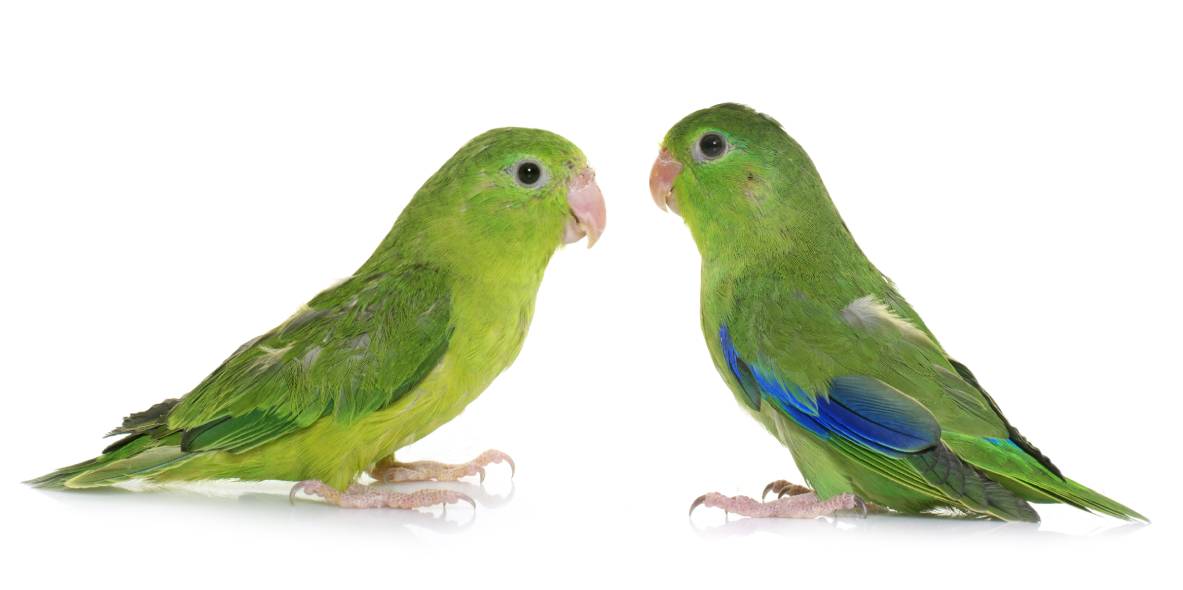 Pacific Parrotlet male and female