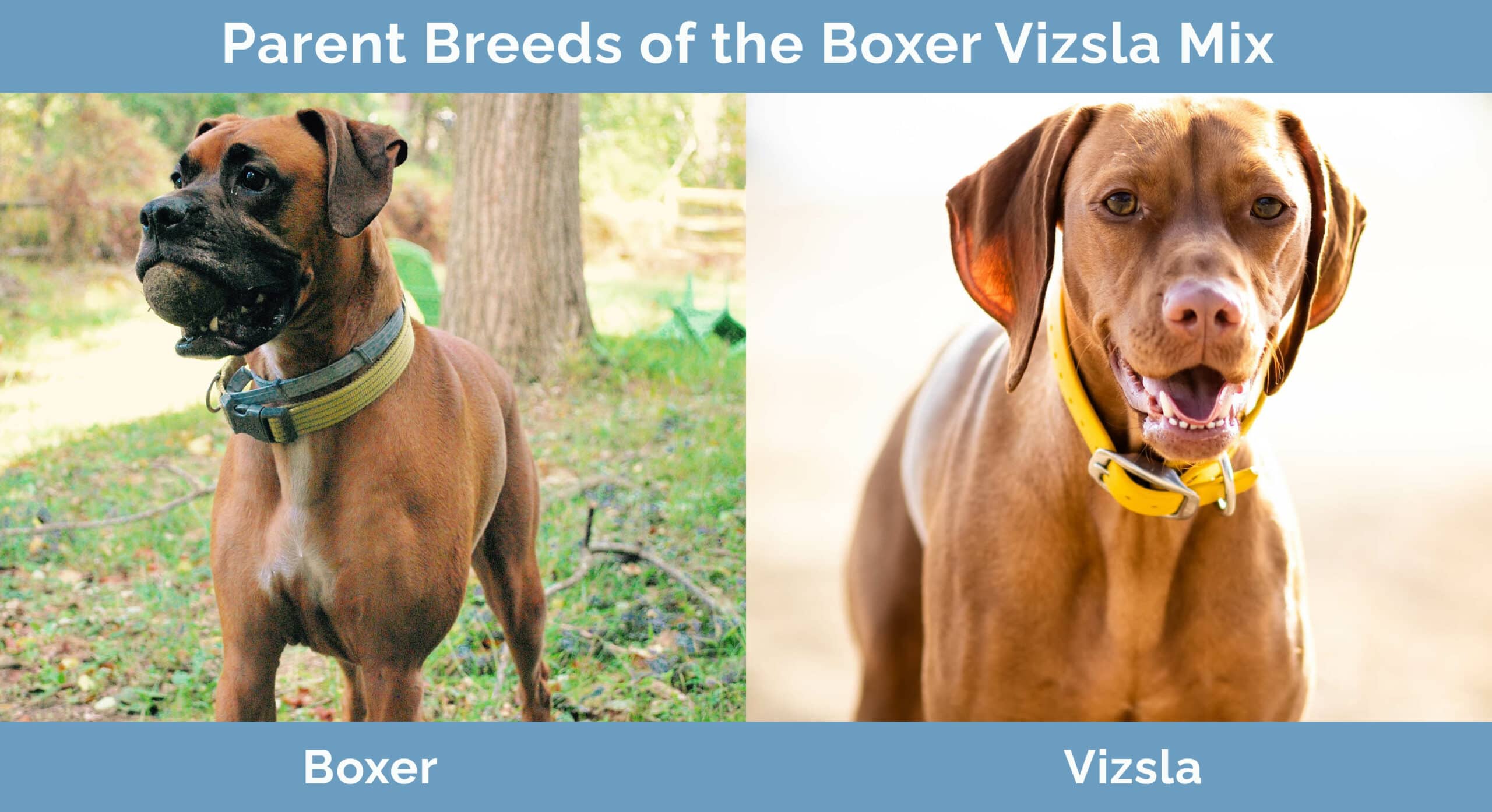 Parent Breeds of the Boxer Vizsla Mix