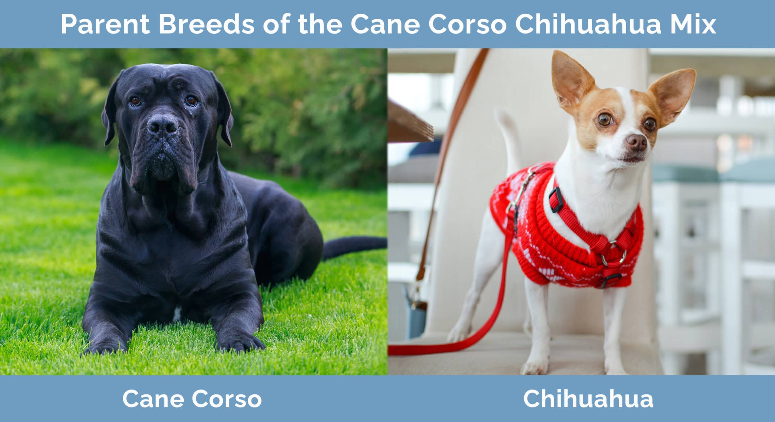 Parent Breeds of the Cane Corso Chihuahua Mix