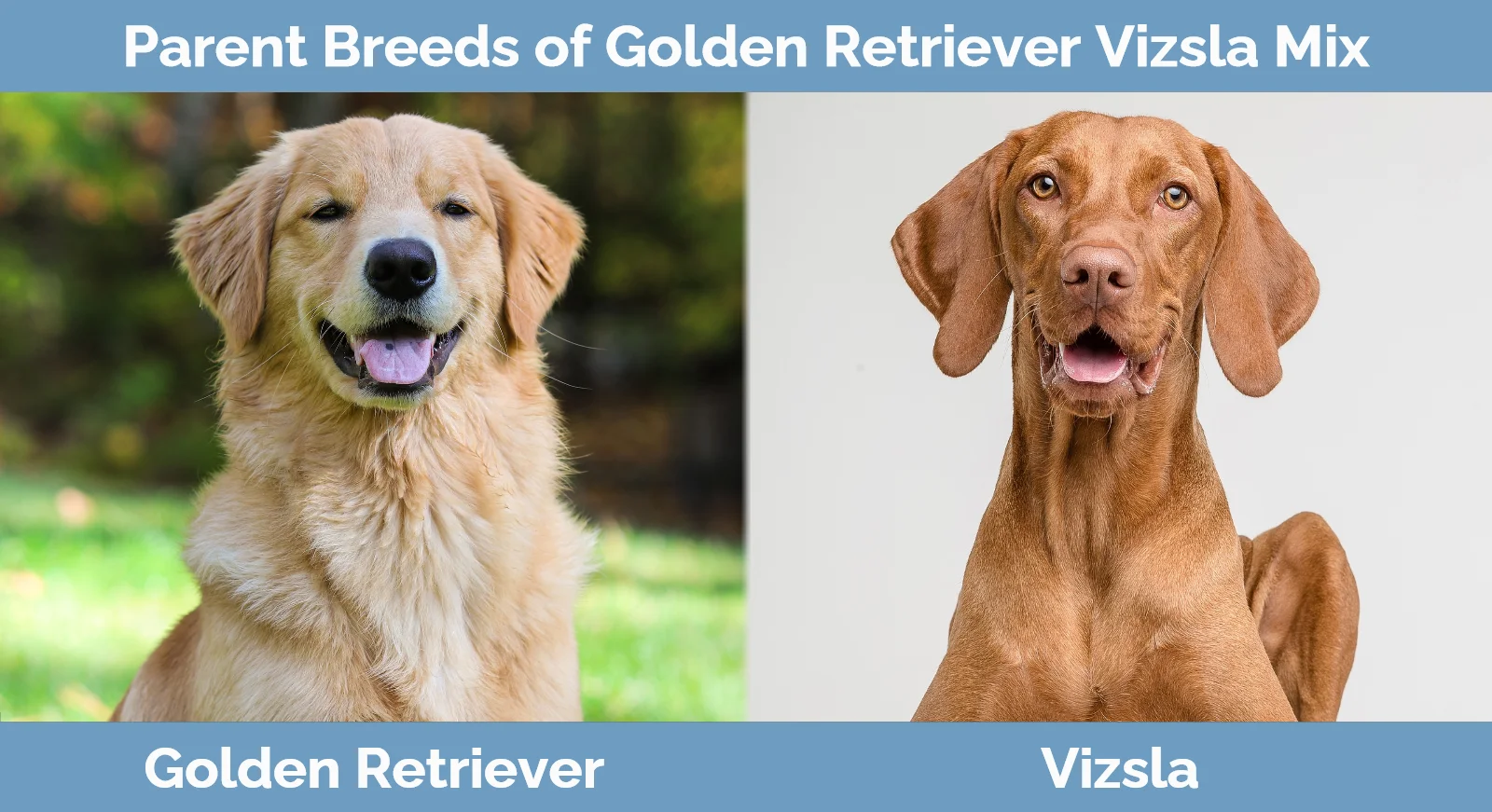 Parent breeds of Golden Retriever Vizsla Mix