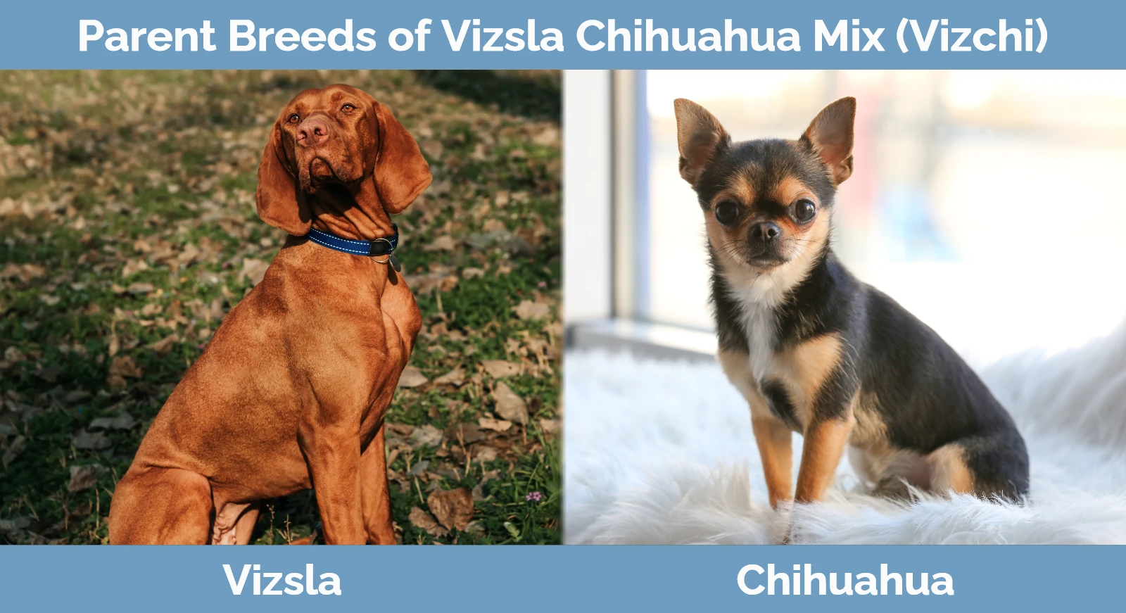 Parent breeds of Vizsla Chihuahua Mix (Vizchi)