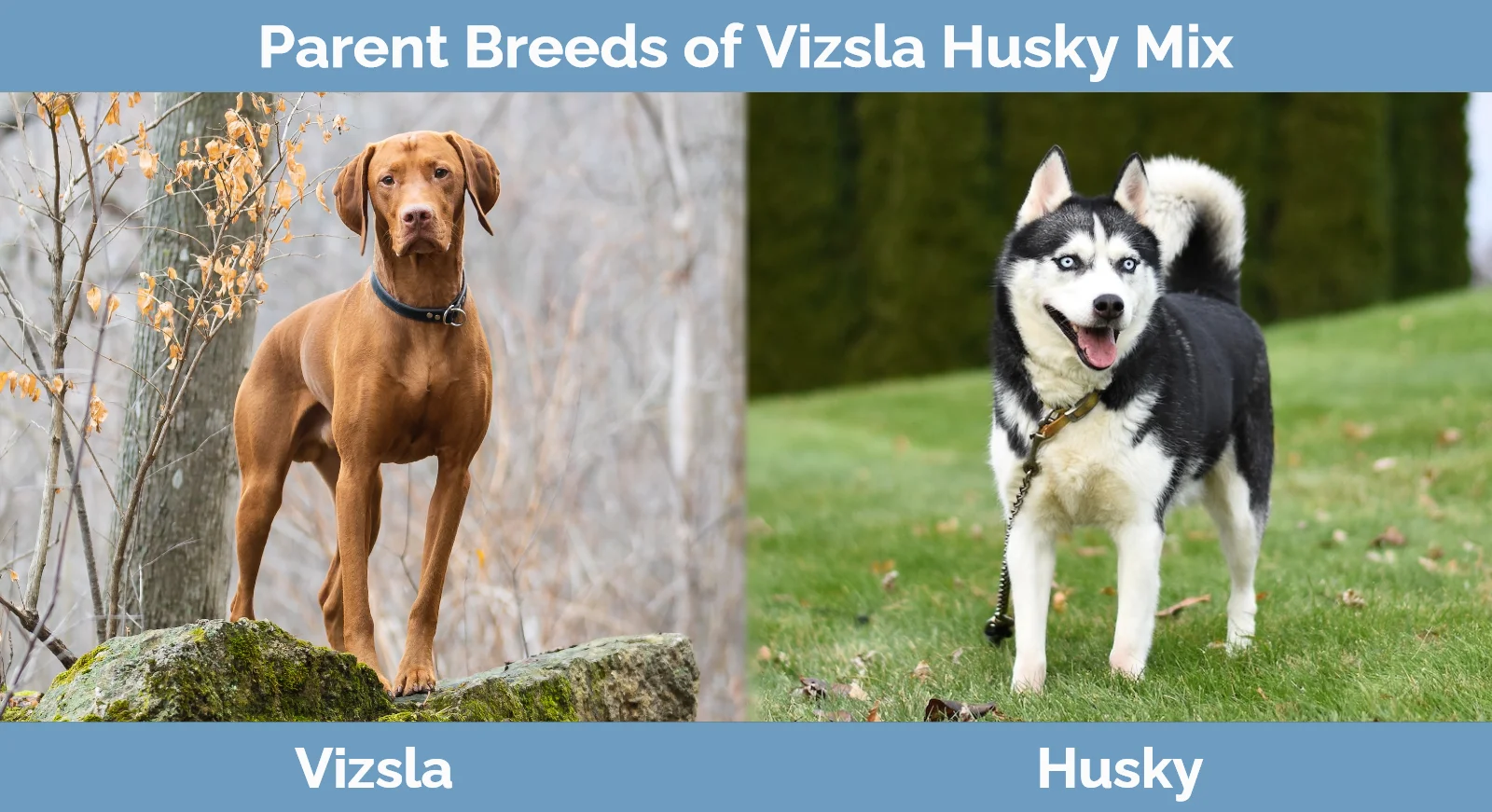 Parent breeds of Vizsla Husky Mix