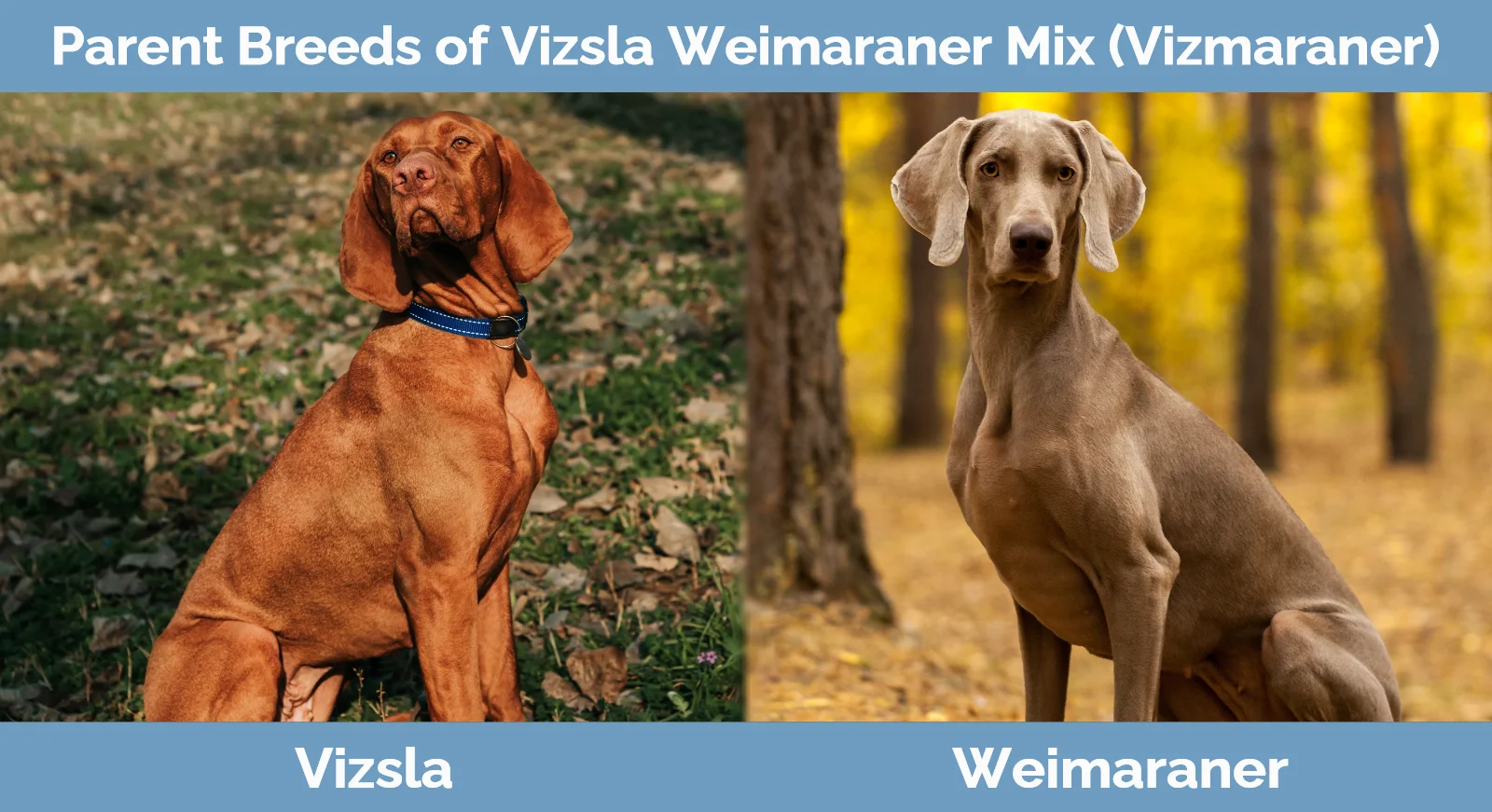 Parent breeds of Vizsla Weimaraner Mix (Vizmaraner)