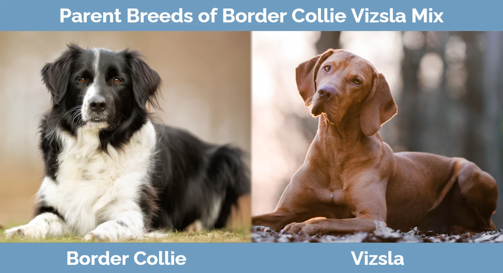 Parent breeds of the Border Collie Vizsla Mix