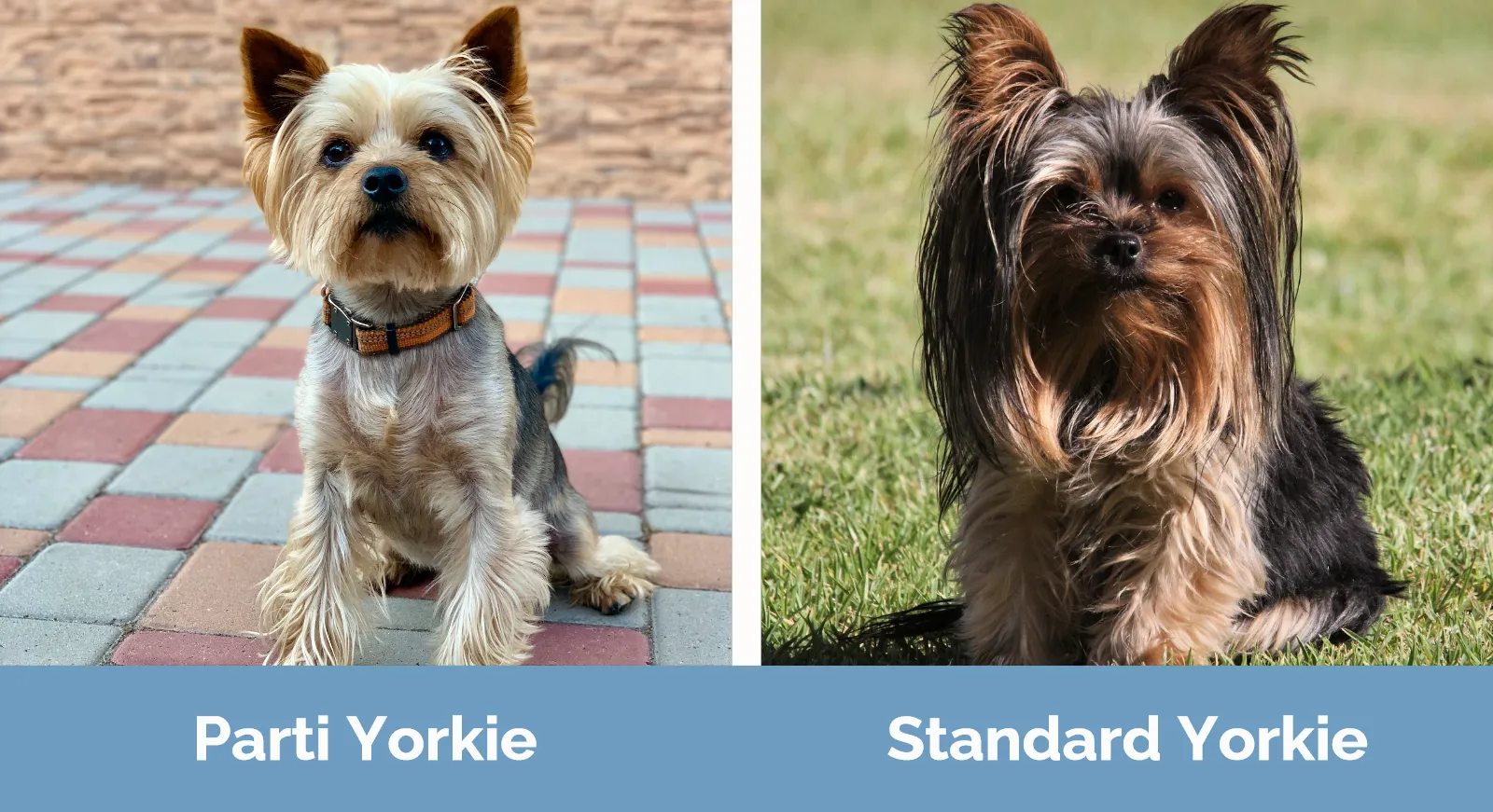 Parti Yorkie vs Standard Yorkie - Visual Differences