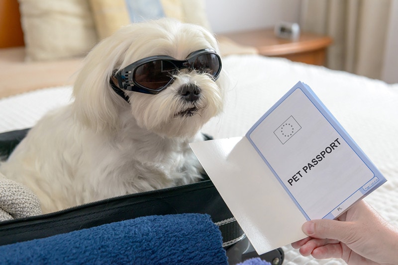 Pet Passport