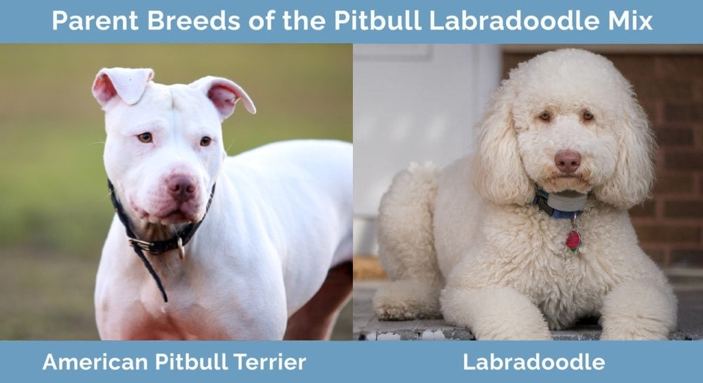 Pitbull Labradoodle parent breeds