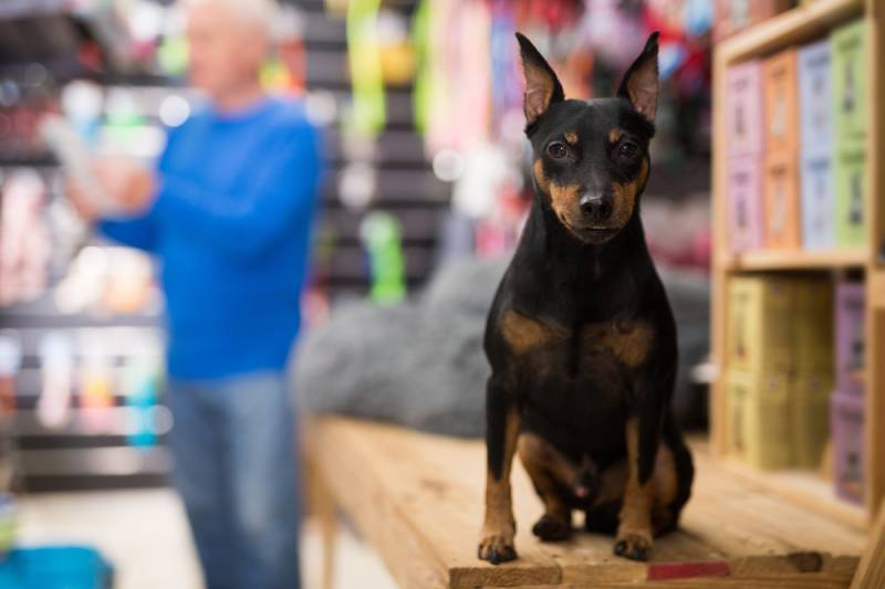Portrait of dog doberman pinscher sitting in pet shop while its owner choosing dogs supplies