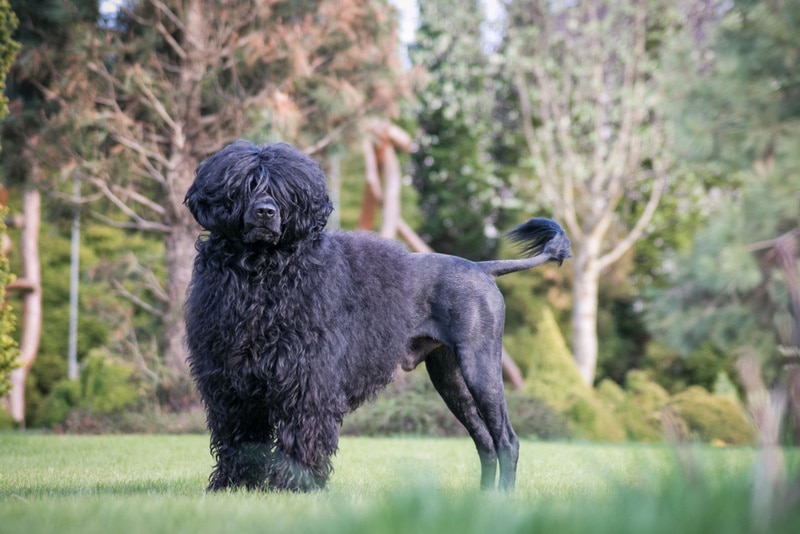 Portugese Water Dog with Lion clip